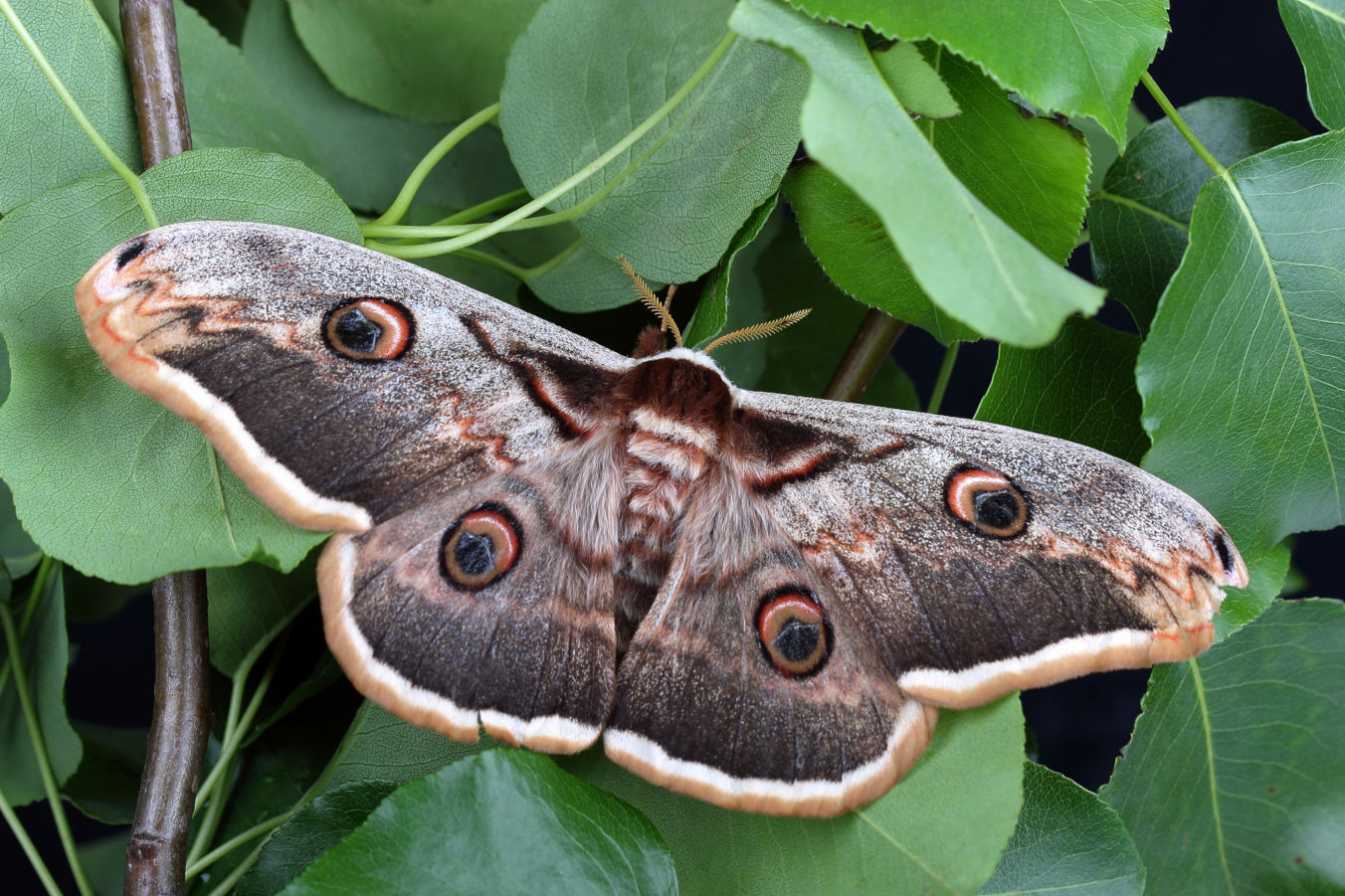 Moth on green foliage